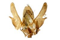 Bankesia conspurcatella