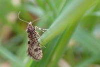 Bankesia conspurcatella