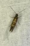 Dyseriocrania subpurpurella