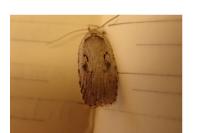 Agonopterix ocellana