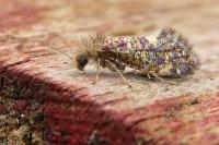 Dyseriocrania subpurpurella
