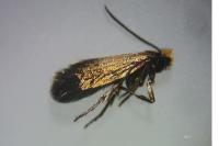 Incurvaria koerneriella