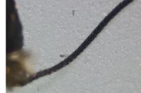 Incurvaria koerneriella