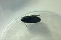 Epichnopterix sieboldii