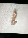 Dyseriocrania subpurpurella