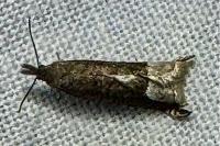 Ancylis tineana