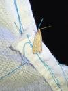 Diurnea fagella