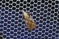 Acleris cristana