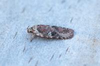 Agonopterix purpurea