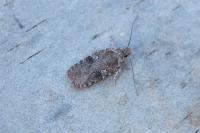 Agonopterix purpurea