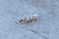Phyllonorycter acerifoliella
