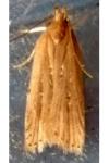 Helcystogramma triannulella