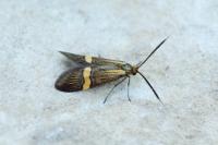 Nemophora degeerella