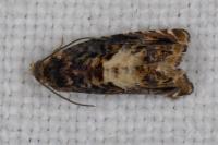 Pammene albuginana