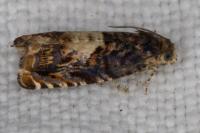 Pammene albuginana