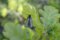 Adela reaumurella