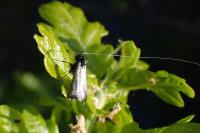 Adela reaumurella