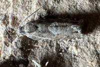 Pammene splendidulana