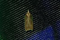 Acleris cristana