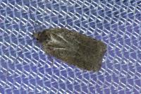 Agonopterix