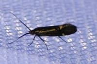 Esperia sulphurella