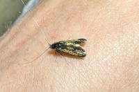 Adela reaumurella