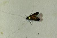 Adela reaumurella