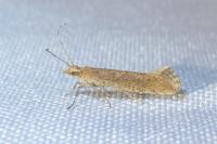 Plutella xylostella