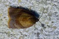 Cacoecimorpha pronubana