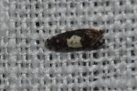 Pammene albuginana
