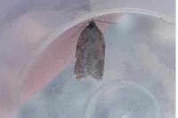 Acleris schalleriana