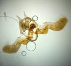 Rhopobota stagnana