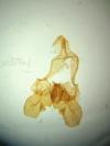 Falseuncaria ruficiliana