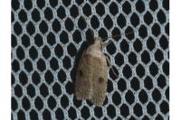 Agonopterix propinquella