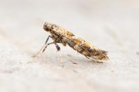Gracillaria syringella