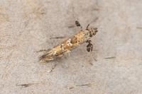 Gracillaria syringella