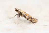 Gracillaria syringella