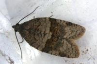 Syndemis musculana