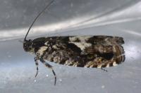Pammene argyrana