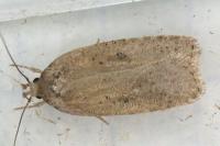Agonopterix