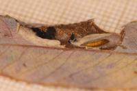 Phyllonorycter salicicolella
