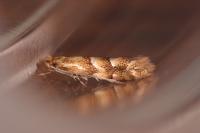 Phyllonorycter salicicolella