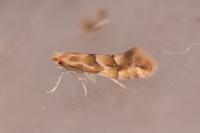 Phyllonorycter salicicolella