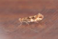 Phyllonorycter salicicolella