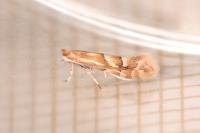 Phyllonorycter salicicolella