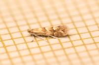 Phyllonorycter salicicolella