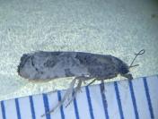 Phaneta pauperana
