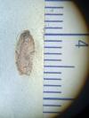 Acleris ferrugana