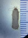 Agonopterix scopariella