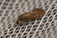 Dyseriocrania subpurpurella